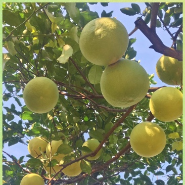 江永老树香柚，全甜无酸，水份好！