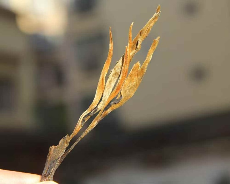 古树晒红--金枝玉叶