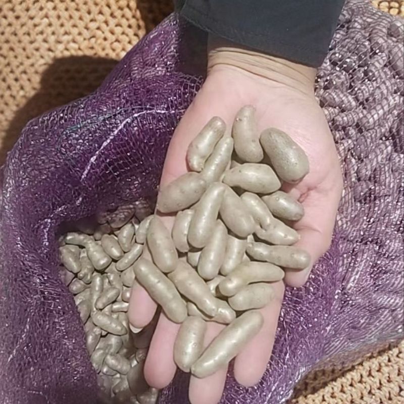 精品山药豆河北山药豆各种规格手工筛选可视频看货
