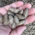 精品山药豆河北山药豆各种规格手工筛选可视频看货