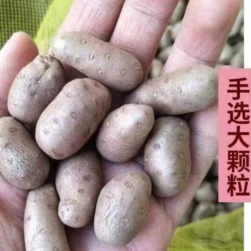 精品山药豆河北山药豆各种规格手工筛选可视频看货