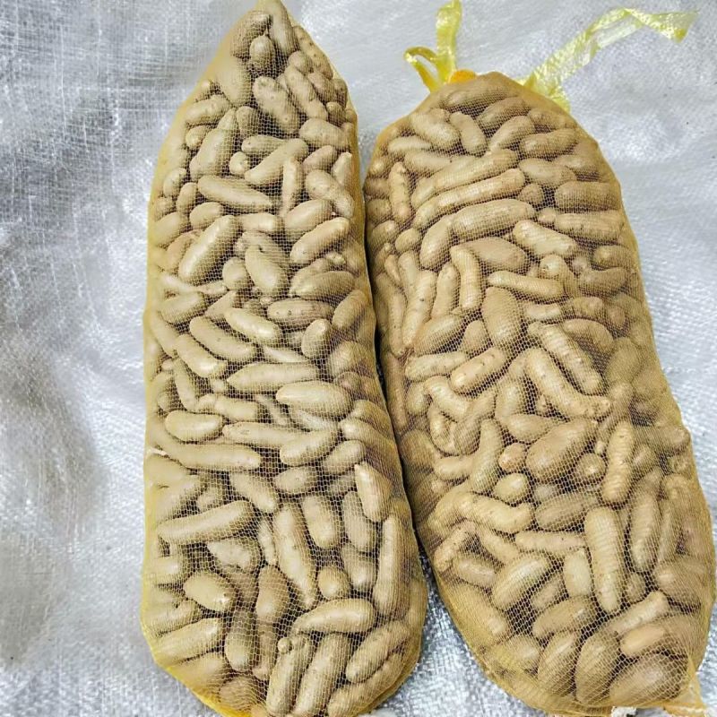 精品山药豆河北山药豆各种规格手工筛选可视频看货