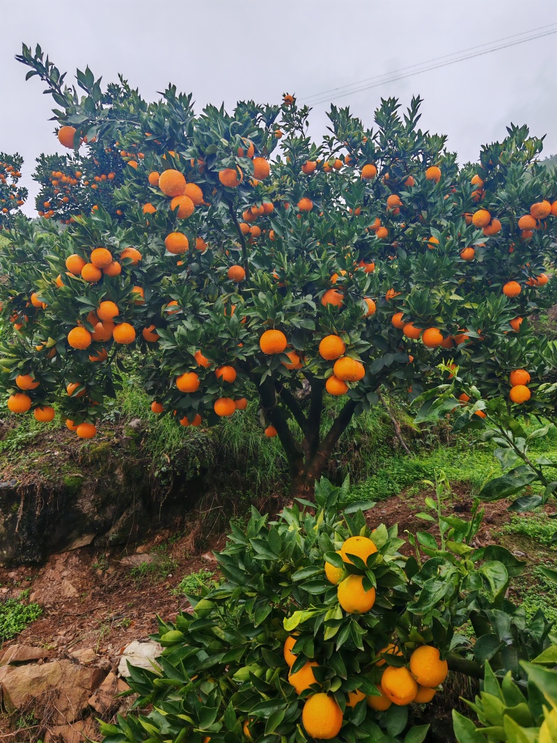 爱媛果冻橙大量上市产地直发