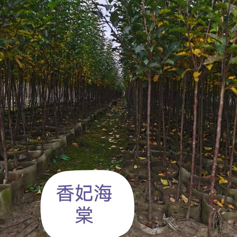 香妃海棠苗