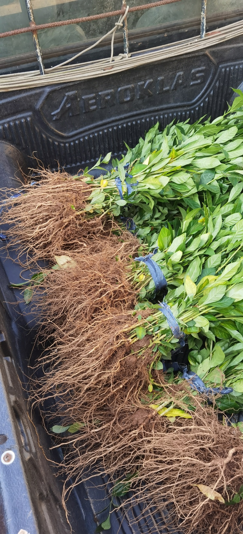 黄栀子苗批发药材种植四南黄桅子苗重庆黄桅子苗