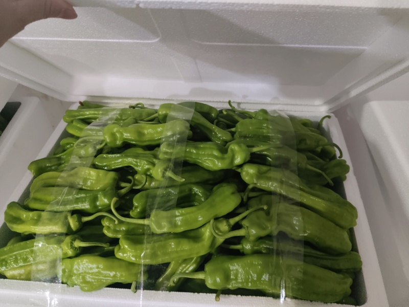 芜湖椒苏椒薄皮椒产地一手货源，支持各种包装