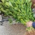 黄栀子苗批发药材种植四南黄桅子苗重庆黄桅子苗