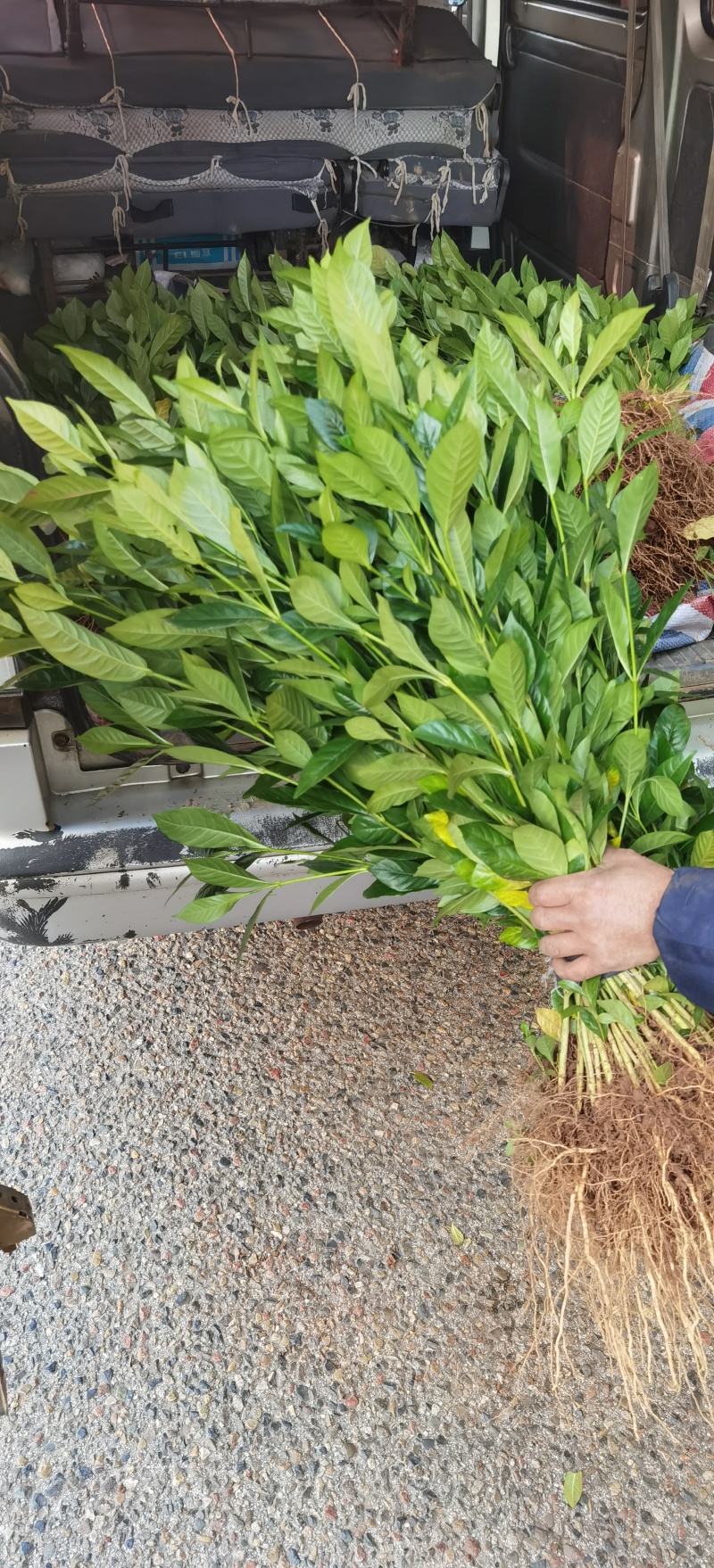 黄栀子苗批发药材种植四南黄桅子苗重庆黄桅子苗
