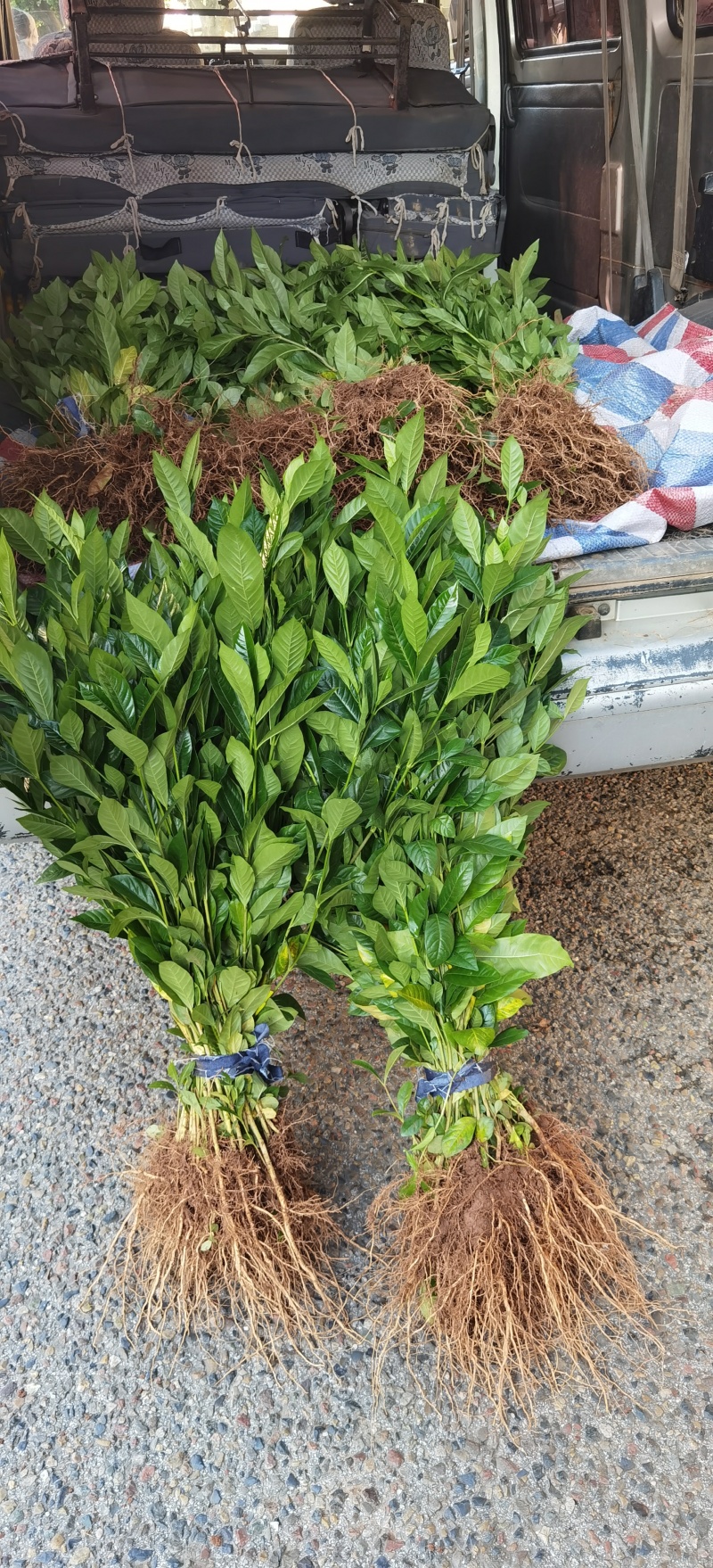 黄栀子苗批发药材种植四南黄桅子苗重庆黄桅子苗