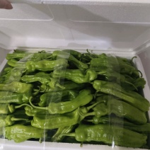 芜湖椒苏椒薄皮椒产地一手货源，支持各种包装