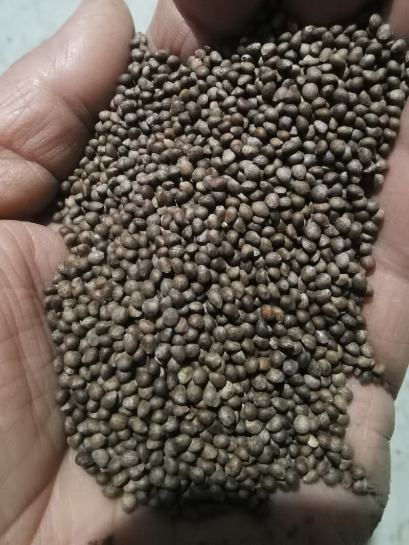 新苏子上市了，欢迎新老客户来采购，质量杠杠杠滴，诚信经营
