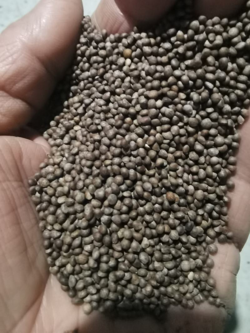 新苏子上市了，欢迎新老客户来采购，质量杠杠杠滴，诚信经营