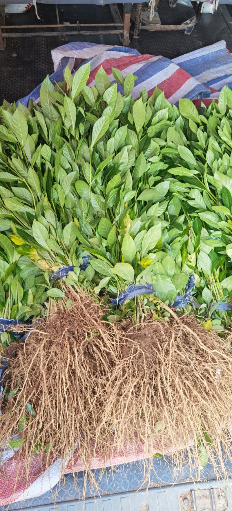 黄栀子苗批发药材种植四南黄桅子苗重庆黄桅子苗
