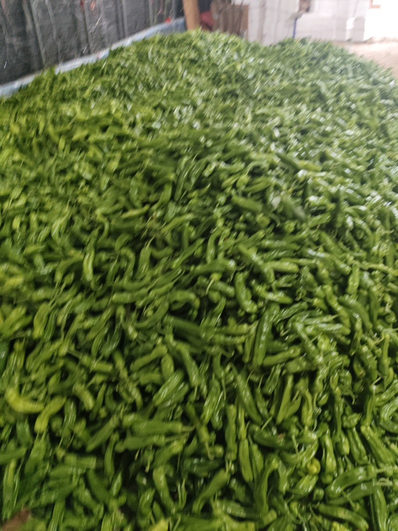 芜湖椒苏椒薄皮椒产地一手货源，支持各种包装