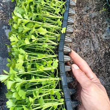 穴盘单颗芹菜苗