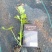 穴盘单颗芹菜苗
