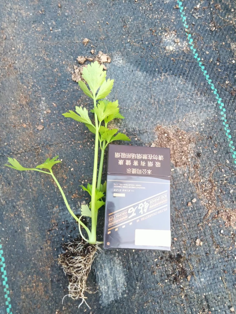 穴盘单颗芹菜苗