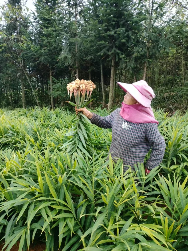 生姜几十万斤待出土欢迎各位来聊