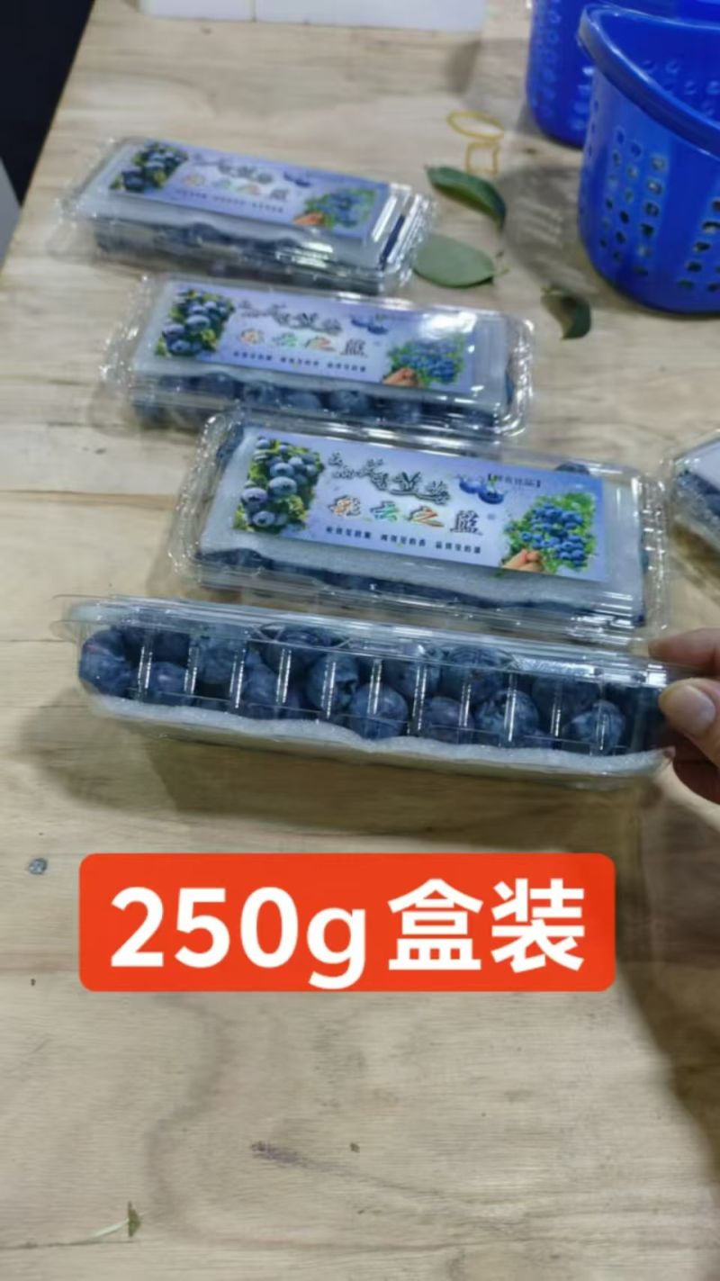 2026蓝莓/各品种齐全/市场/电商/一件代发