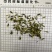 莲子芯新货无硫颜色好量大从优质量保证