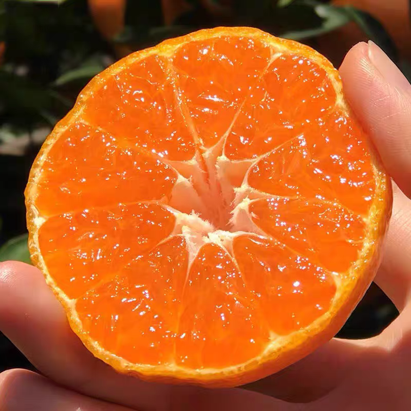 【推荐】湖北蜜桔产地直发货源充足对接批发商视频看货