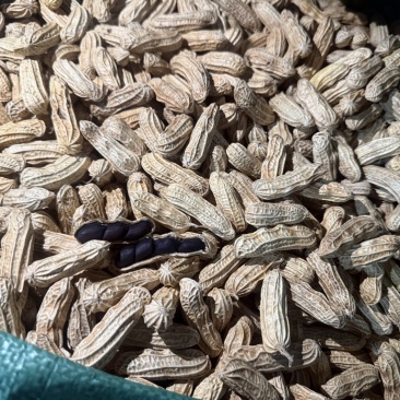 缅甸特区富硒黑花生七彩花生特选精品一手货源