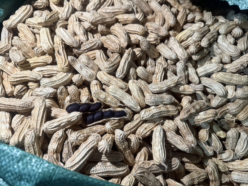 缅甸特区富硒黑花生七彩花生特选精品一手货源