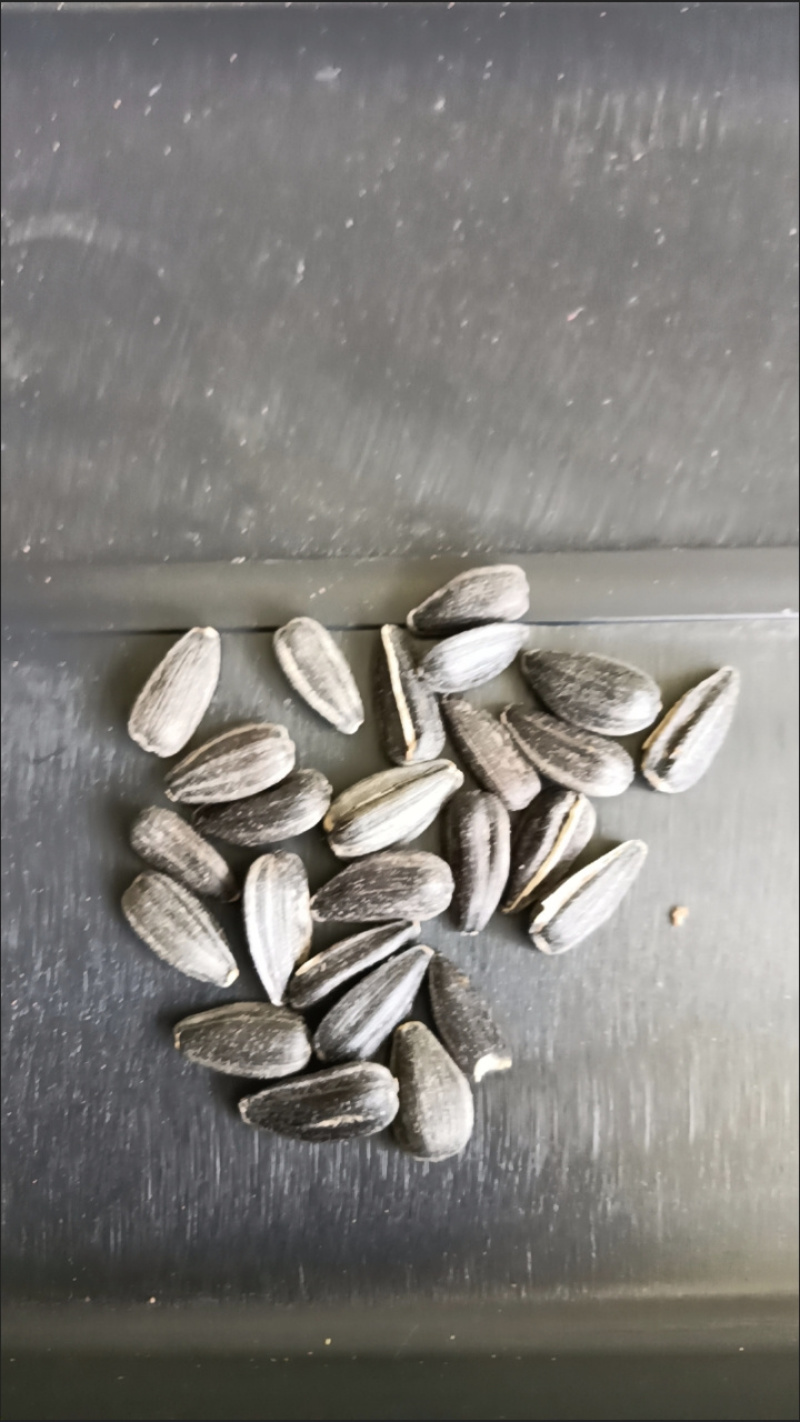 包邮）向日葵种子向日葵籽阳台盆栽四季播种开花高杆观赏
