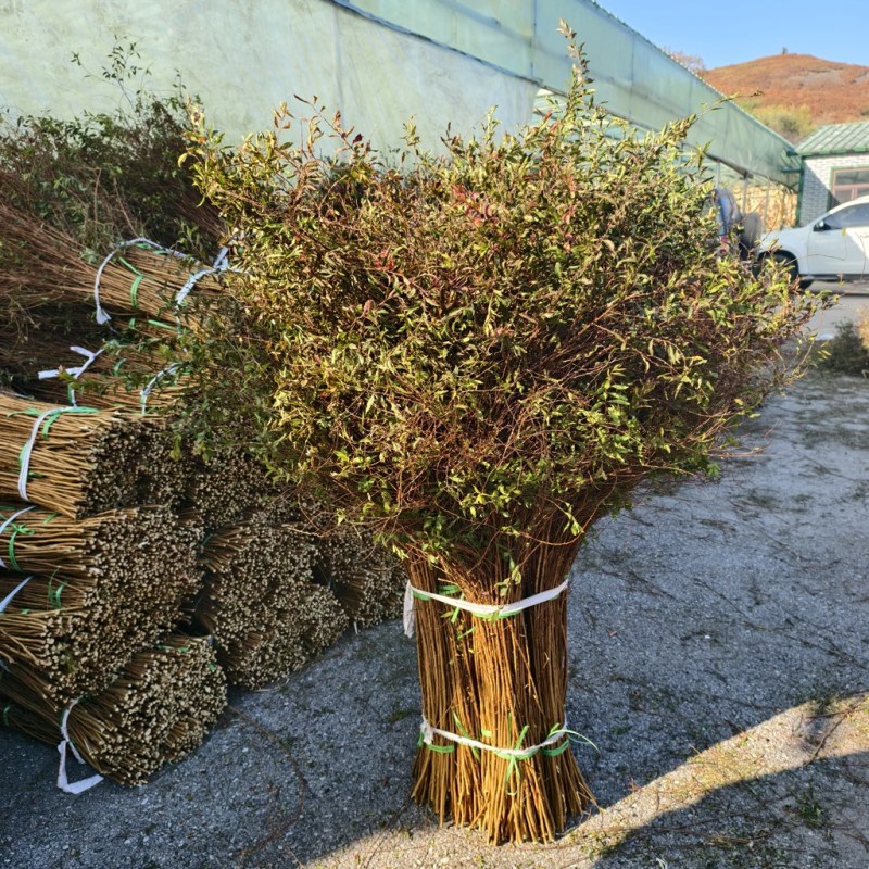 雪柳，基地直发，大量有货，欢迎各位老板咨询采购
