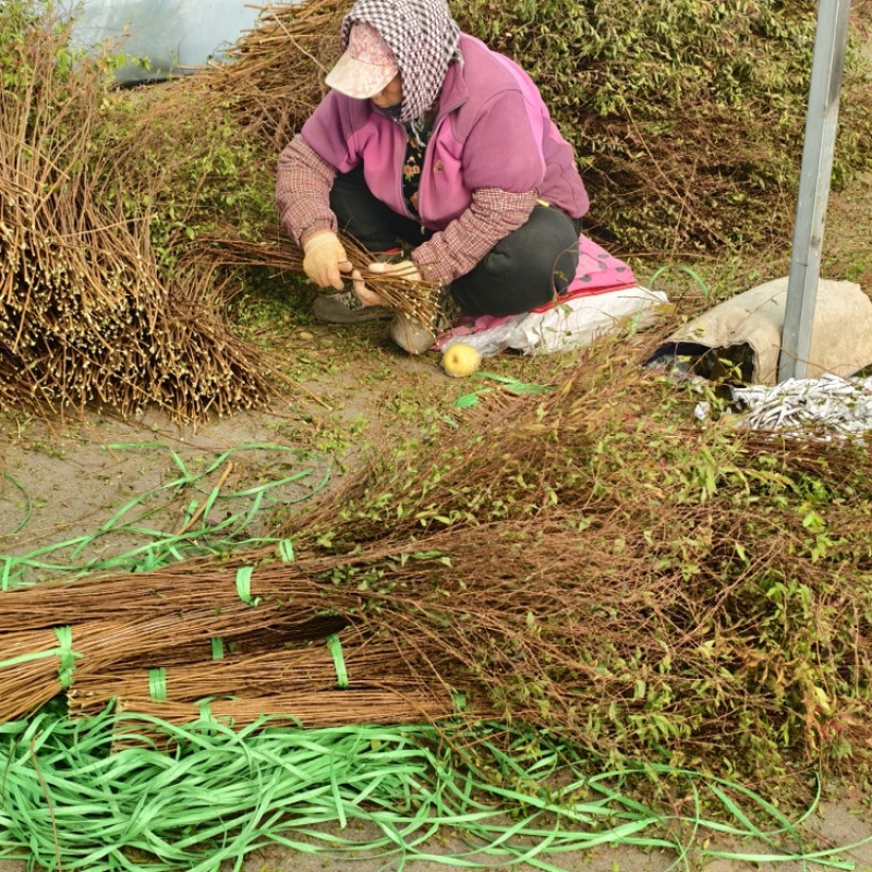 雪柳，基地直发，大量有货，欢迎各位老板咨询采购