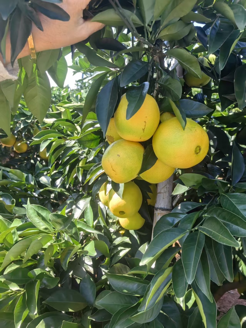 正宗赣南信丰脐橙果农自销一手货源价格可商新鲜采摘