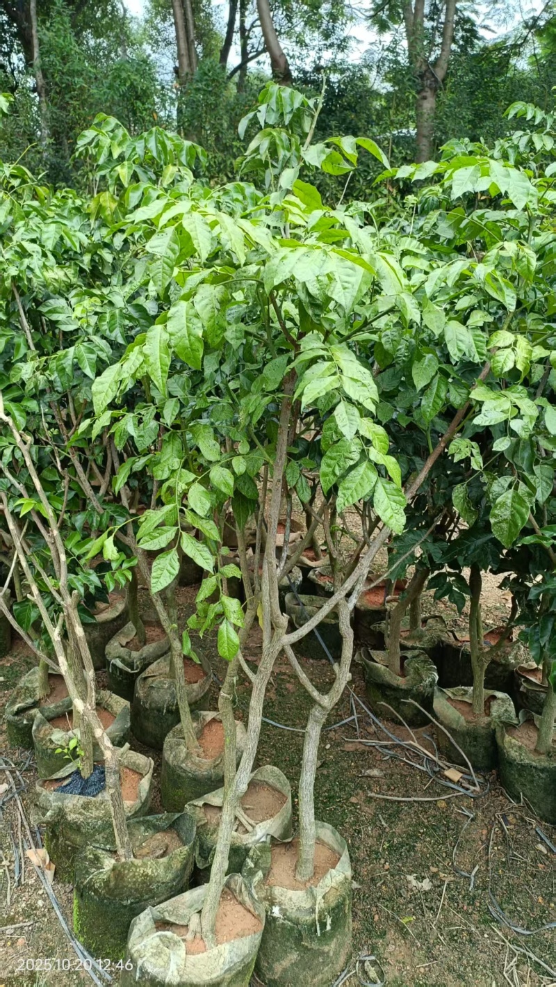 黄皮