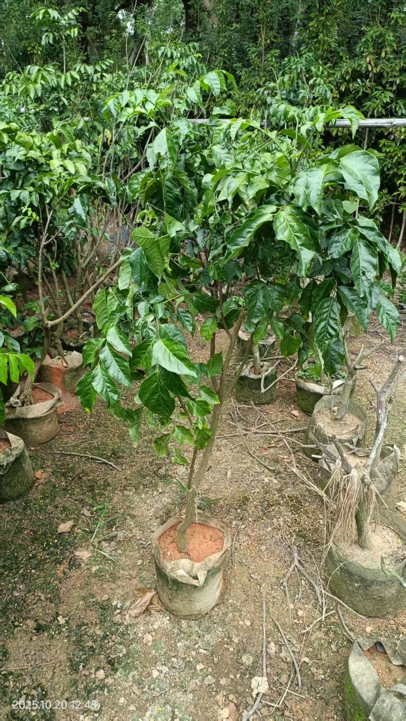 黄皮