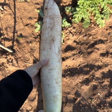 大量白萝卜出售，有意向老板联系