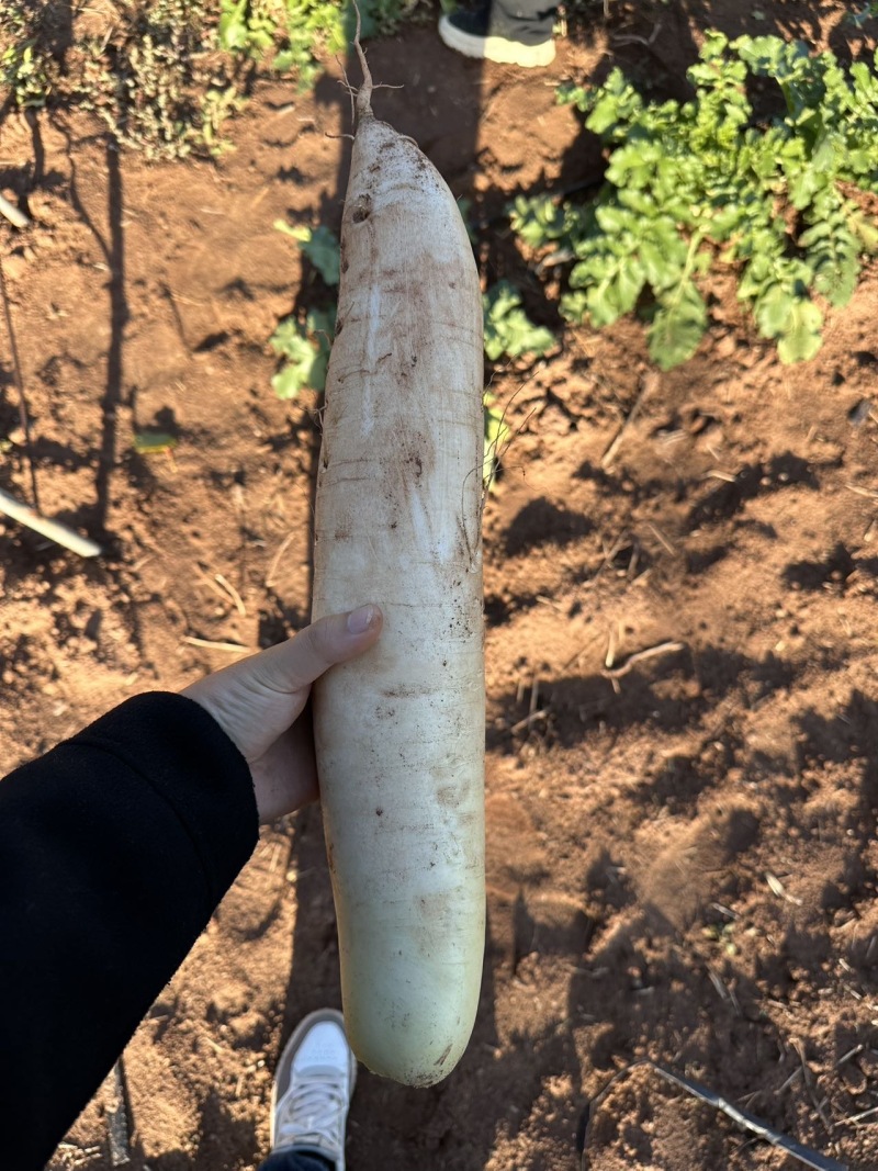 大量白萝卜出售，有意向老板联系