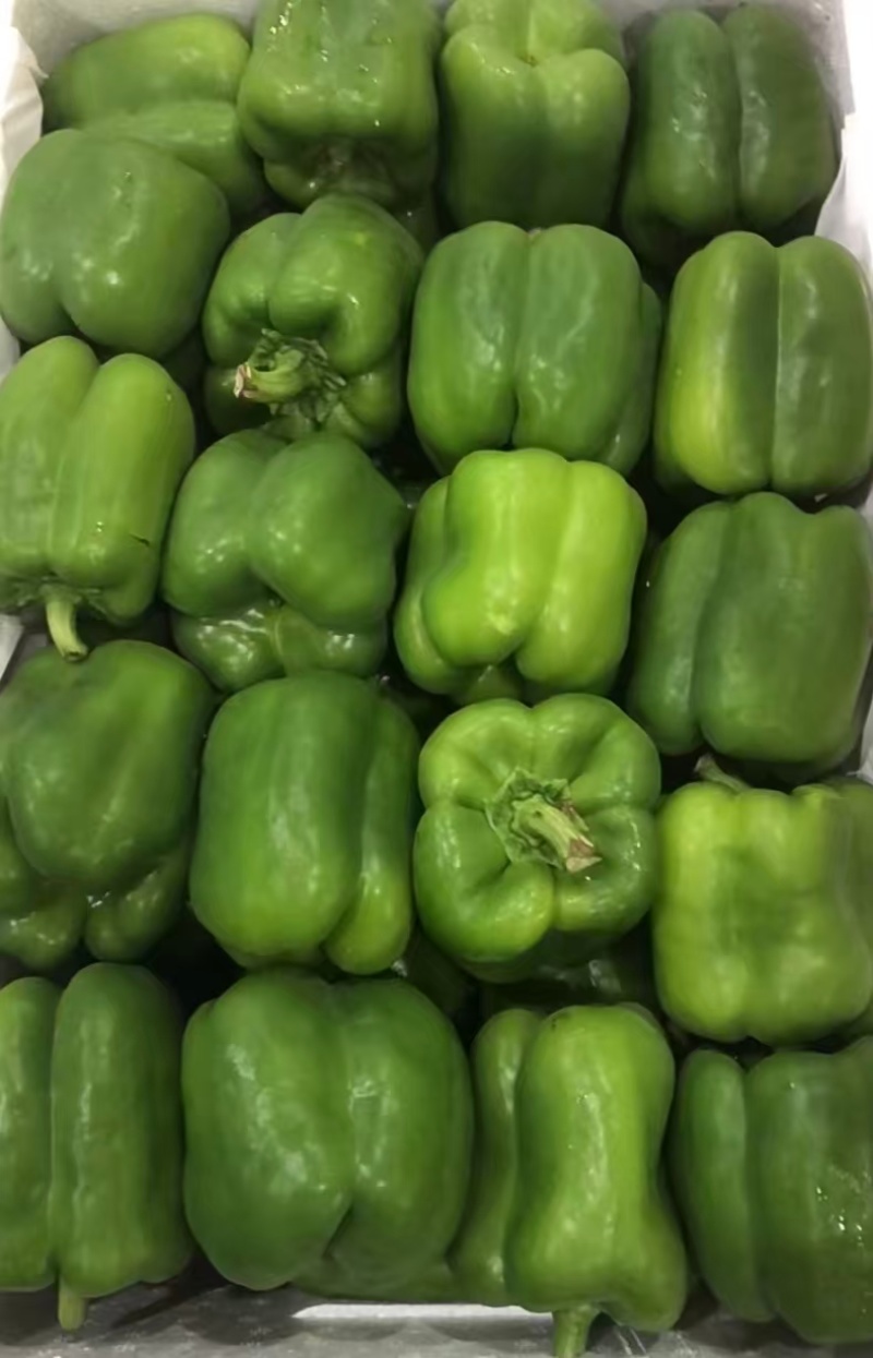 精品圆椒，量大从优，一手货源，品质保证，大量供应