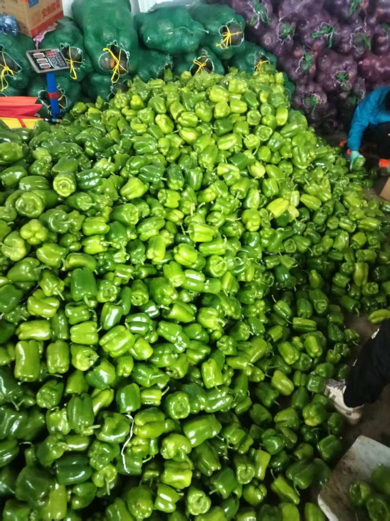 精品圆椒，量大从优，一手货源，品质保证，大量供应