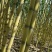 【黄皮甘蔗】云南黄金甘蔗，现砍现发，量大从优欢迎电联