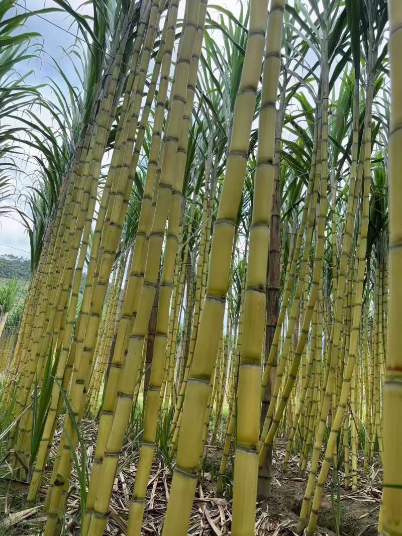【黄皮甘蔗】云南黄金甘蔗，现砍现发，量大从优欢迎电联