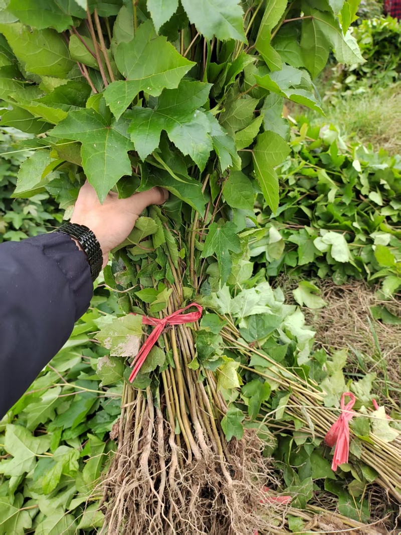 一年枫香苗苗圃直供成活率高，可技术指导，可视频看货全国发