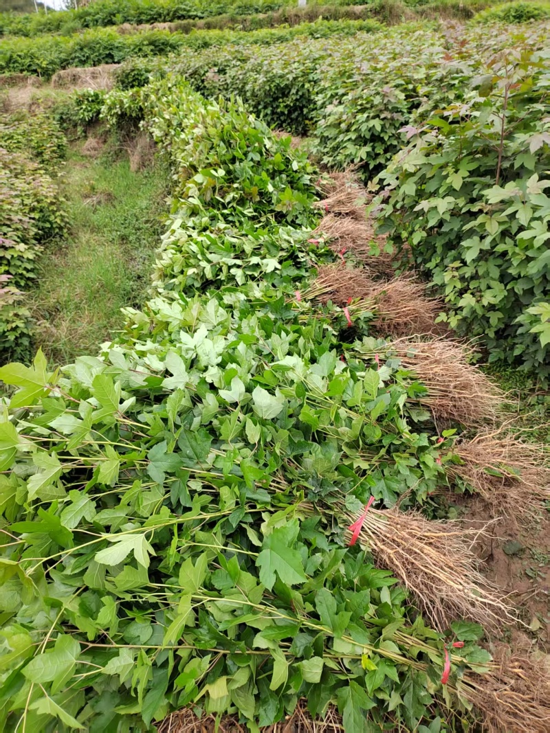 一年枫香苗苗圃直供成活率高，可技术指导，可视频看货全国发