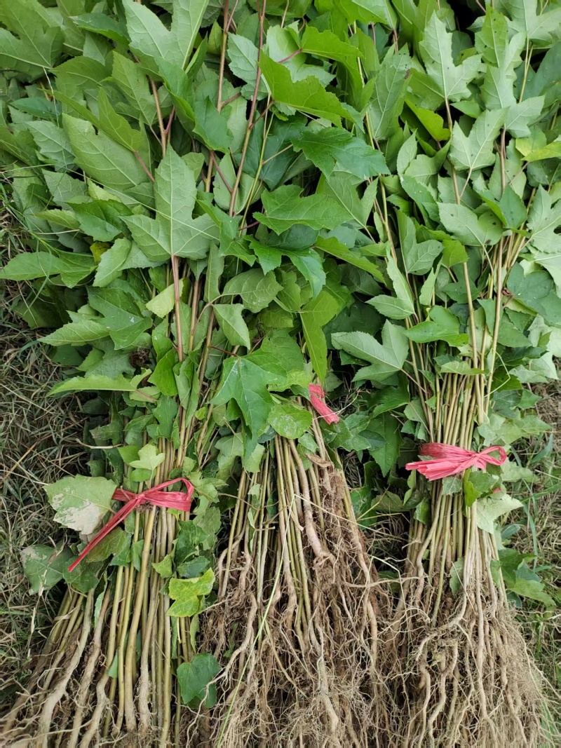 一年枫香苗苗圃直供成活率高，可技术指导，可视频看货全国发