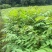 厚皮香黄苗，基地直供量大从优，成活率高对接全国