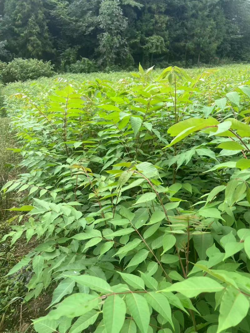 厚皮香黄苗，基地直供量大从优，成活率高对接全国