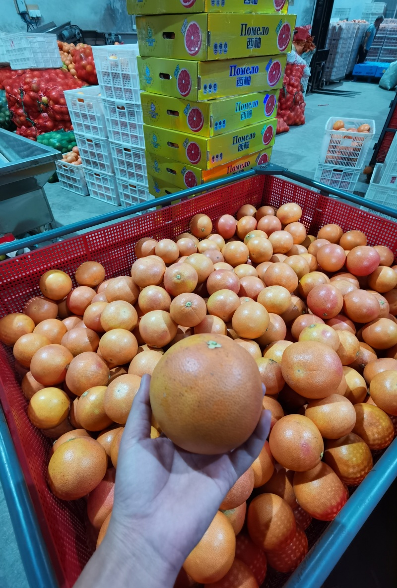 福建西柚工厂榨汁果大量现货供应，皮薄多汁，欢迎对接。