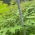 厚皮香黄苗，基地直供量大从优，成活率高对接全国