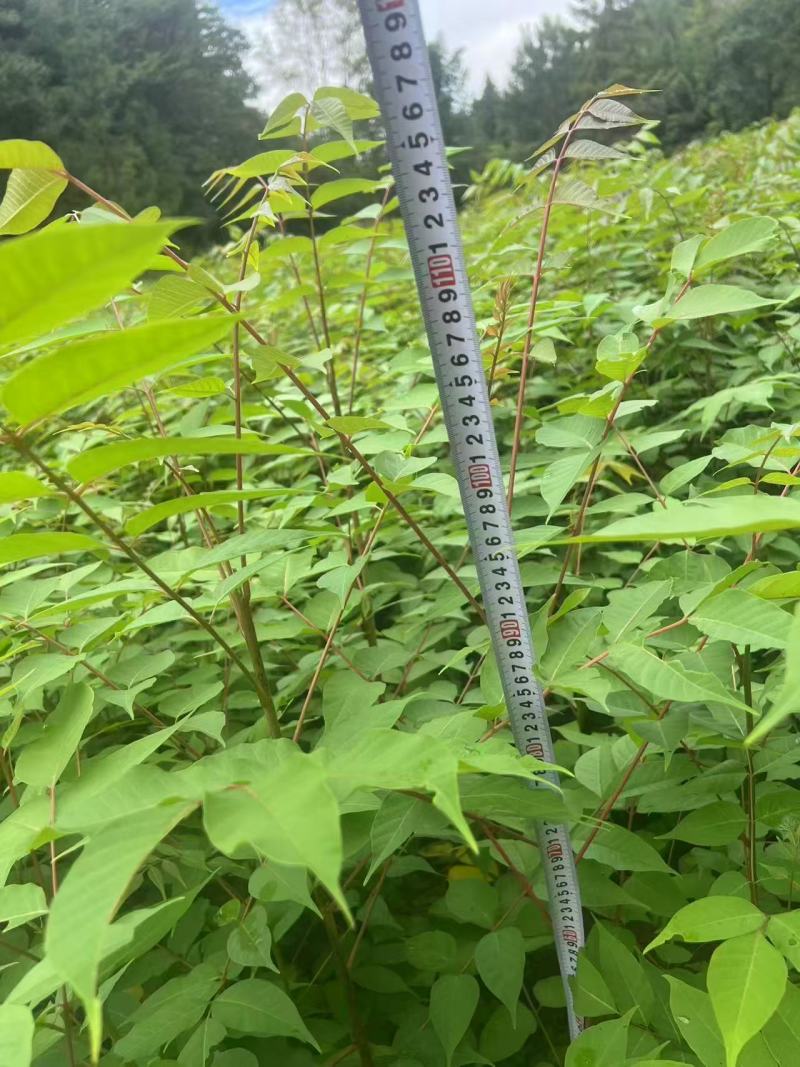 厚皮香黄苗，基地直供量大从优，成活率高对接全国