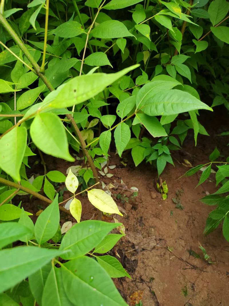 厚皮香黄苗，基地直供量大从优，成活率高对接全国
