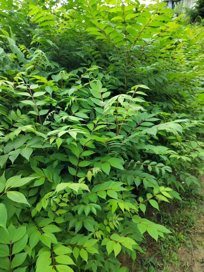 厚皮香黄苗，基地直供量大从优，成活率高对接全国