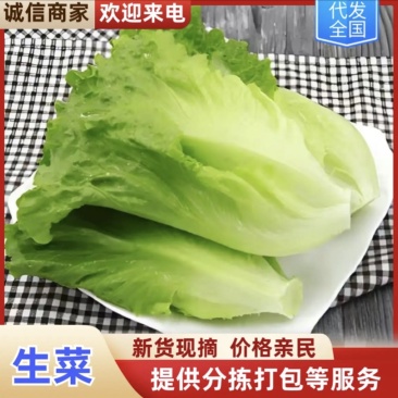 淮安生菜，当季新货新鲜现摘，产地直发品质保证，量大从优！